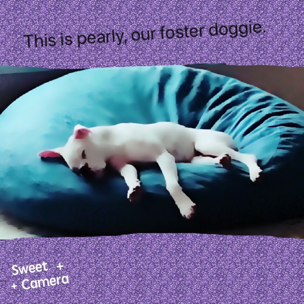 Dogs - Picture 3 of 8